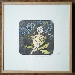 Myosotis