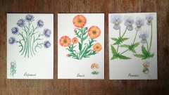 Petits mots fleuris